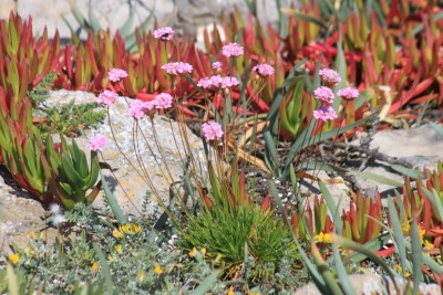 Jolies fleurs sauvage sur la pointe de la forteresse Jolies fleurs sauvage sur la pointe de la forteresse
